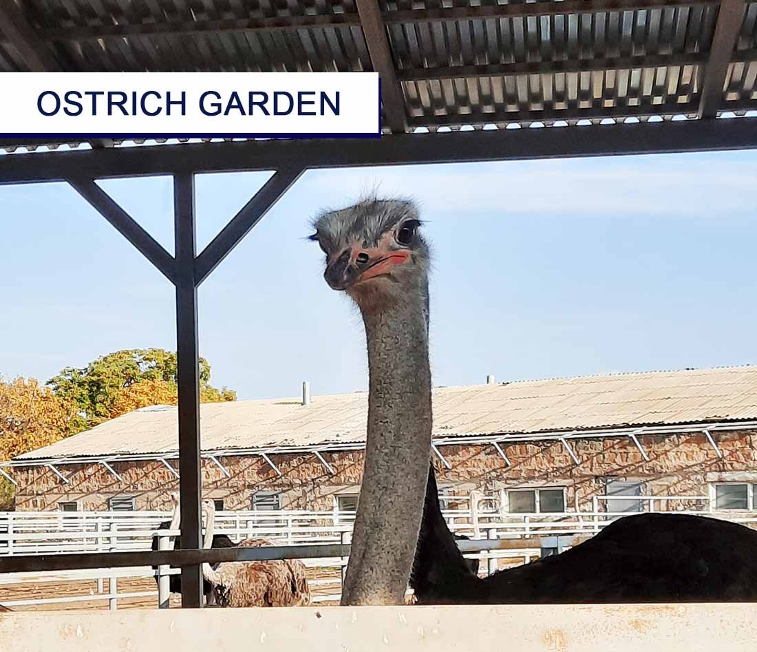 Ostrich Garden, Ջայլամների այգի